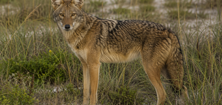 Ghost Wolves Galveston