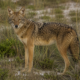 Ghost Wolves Galveston