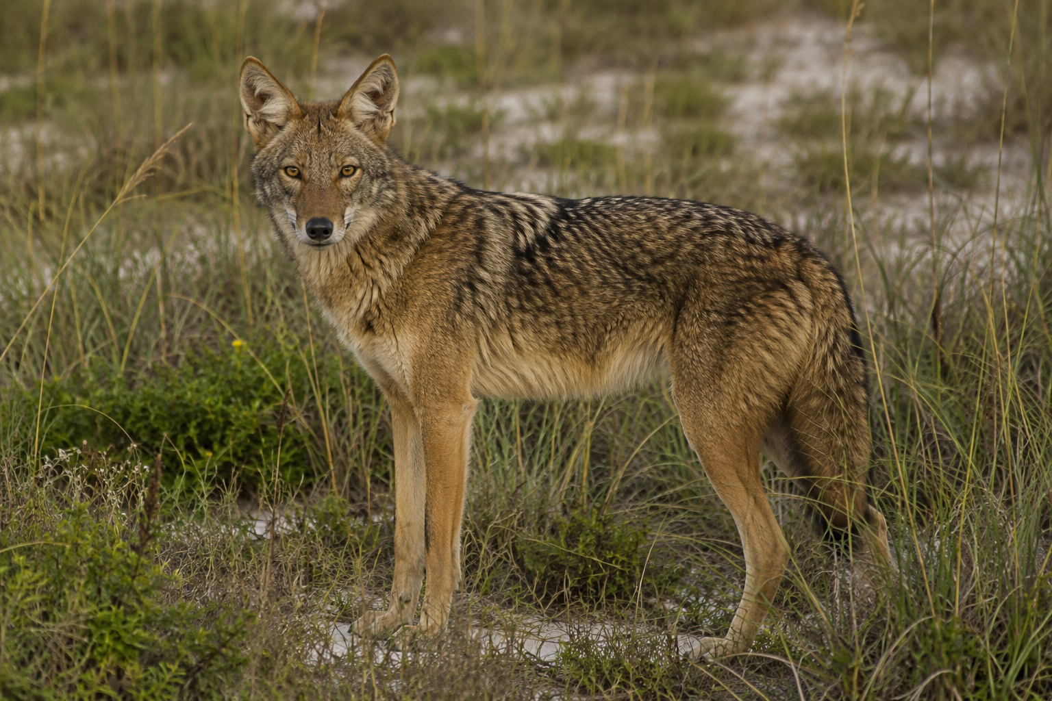 Ghost Wolves Galveston